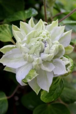 Arctic Queen Clematis - 1 Gallon Pot -Wilson Bros Gardens clematis arctic queen 9