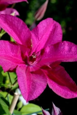 Cardinal Wyszynski Clematis - 1 Gallon Pot -Wilson Bros Gardens clematis cardinal wyszynski 10