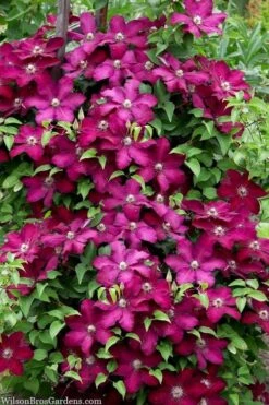 Cardinal Wyszynski Clematis - 1 Gallon Pot -Wilson Bros Gardens clematis cardinal wyszynski 7