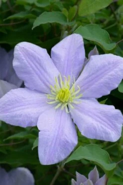Chelsea Clematis - 1 Gallon Pot -Wilson Bros Gardens clematis chelsea 1