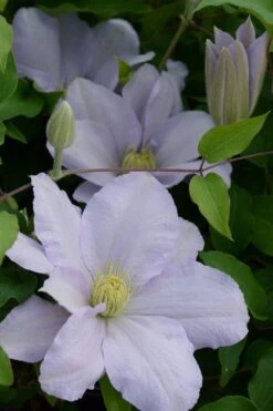 Chelsea Clematis - 1 Gallon Pot -Wilson Bros Gardens clematis chelsea 4
