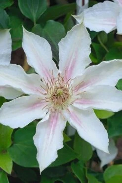 Corinne Clematis - 1 Gallon Pot -Wilson Bros Gardens clematis corinne 14
