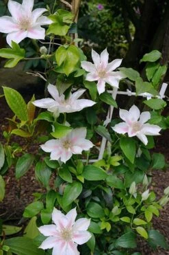 Corinne Clematis - 1 Gallon Pot -Wilson Bros Gardens clematis corinne 18