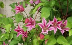 Duchess Of Albany Clematis - 1 Gallon Pot -Wilson Bros Gardens clematis duchess of albany 6