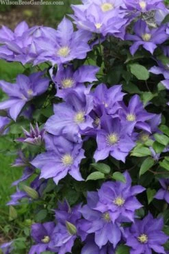 H. F. Young Clematis - 1 Gallon Pot -Wilson Bros Gardens clematis h f young 13