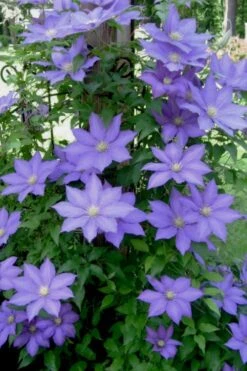 H. F. Young Clematis - 1 Gallon Pot -Wilson Bros Gardens clematis h f young 9