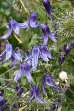 Clematis Integrifolia (Solitary Bush Clematis) - 1 Gallon Pot -Wilson Bros Gardens clematis integrifolia soiltary bush clematis 4