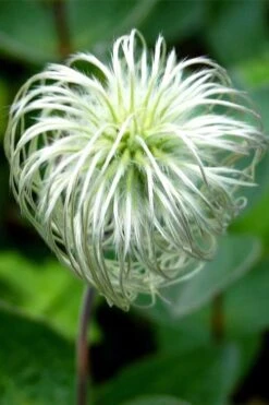 Clematis Integrifolia (Solitary Bush Clematis) - 1 Gallon Pot -Wilson Bros Gardens clematis integrifolia soiltary bush clematis 6