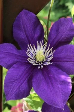 Jackmanii Superba Clematis - 1 Gallon Pot -Wilson Bros Gardens clematis jackmanii superba 5