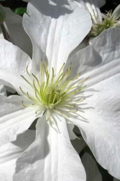 John Huxtable Clematis - 1 Gallon Pot 9 John Huxtable Clematis - 1 Gallon Pot -Wilson Bros Gardens clematis john huxtable 1