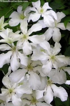 John Huxtable Clematis - 1 Gallon Pot 8 John Huxtable Clematis - 1 Gallon Pot -Wilson Bros Gardens clematis john huxtable 3