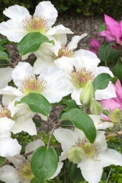 Kitty Clematis - 1 Gallon Pot -Wilson Bros Gardens clematis kitty 3