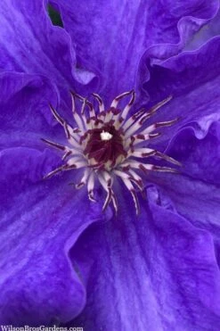 Lindsay Clematis - 1 Gallon Pot -Wilson Bros Gardens clematis lindsay 5