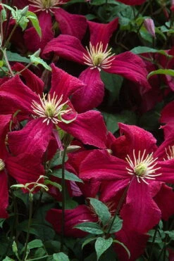 Madame Julia Correvon Clematis - 1 Gallon Pot -Wilson Bros Gardens clematis madame julia correvon 7