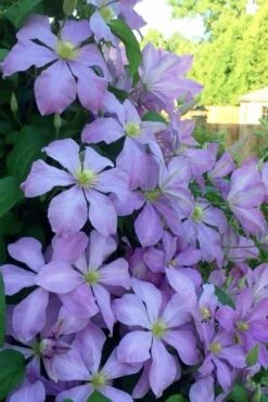 Mrs. Cholmondeley Clematis - 1 Gallon Pot -Wilson Bros Gardens clematis mrs cholmondeley 8