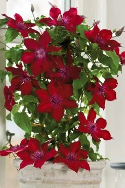 Nubia Clematis - 1 Gallon Pot -Wilson Bros Gardens clematis nubia 5