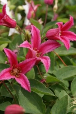Princess Diana Clematis - 1 Gallon Pot -Wilson Bros Gardens clematis princess diana 4