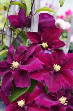 Rosemoor Clematis - 1 Gallon Pot -Wilson Bros Gardens clematis rosemoor 6