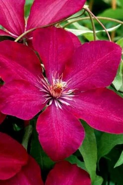 Rouge Cardinal Clematis - 1 Gallon Pot -Wilson Bros Gardens clematis rouge cardinal 3