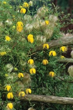 Tangutica Yellow Clematis - 1 Gallon Pot -Wilson Bros Gardens clematis tangutica 4
