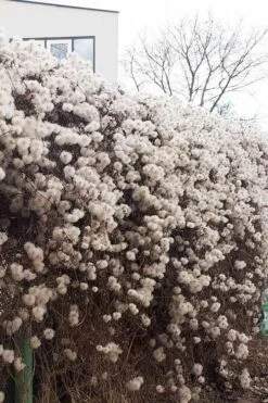 Tangutica Yellow Clematis - 1 Gallon Pot -Wilson Bros Gardens clematis tangutica seedheads winter