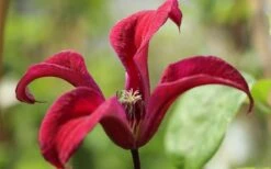 Gravetye Beauty Clematis - 1 Gallon Pot -Wilson Bros Gardens clematis texensis gravetye beauty 4