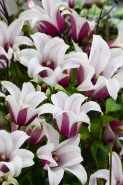 Princess Kate Clematis - 1 Gallon Pot -Wilson Bros Gardens clematis texensis princess kate 14