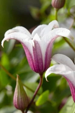 Princess Kate Clematis - 1 Gallon Pot -Wilson Bros Gardens clematis texensis princess kate 18