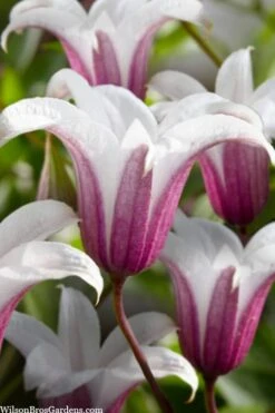 Princess Kate Clematis - 1 Gallon Pot -Wilson Bros Gardens clematis texensis princess kate 23