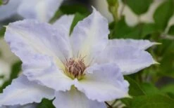 Tranquilite Clematis - 1 Gallon Pot -Wilson Bros Gardens clematis tranquilete 1