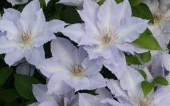 Tranquilite Clematis - 1 Gallon Pot -Wilson Bros Gardens clematis tranquilete 4