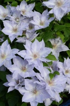 Tranquilite Clematis - 1 Gallon Pot -Wilson Bros Gardens clematis tranquilite 11
