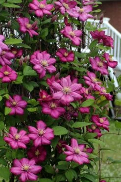 Ville De Lyon Clematis - 1 Gallon Pot -Wilson Bros Gardens clematis ville de lyon 2