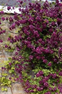 Purpurea Plena Elegans Clematis - 1 Gallon Pot -Wilson Bros Gardens clematis viticella purpurea plena elegans 1