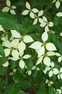 Bernice Evergreen Dogwood Tree (Cornus Angustata) - 2 Gallon Pot -Wilson Bros Gardens cornus angustata bernice evergreen dogwood tree 2
