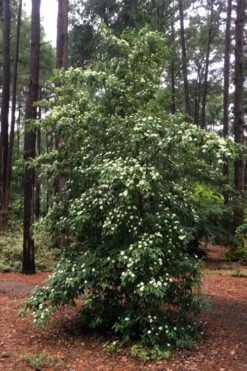 Bernice Evergreen Dogwood Tree (Cornus Angustata) - 2 Gallon Pot -Wilson Bros Gardens cornus angustata bernice evergreen dogwood tree 4