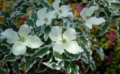 Wolf Eyes Variegated Kousa Dogwood - 5 Gallon Pot -Wilson Bros Gardens cornus kousa wolf eyes dogwood tree 21