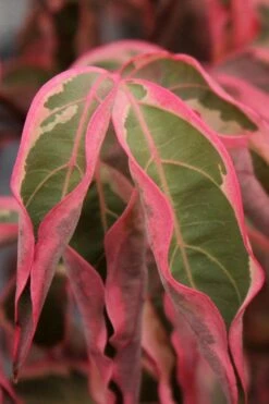 Wolf Eyes Variegated Kousa Dogwood - 5 Gallon Pot -Wilson Bros Gardens cornus kousa wolf eyes dogwood tree 22