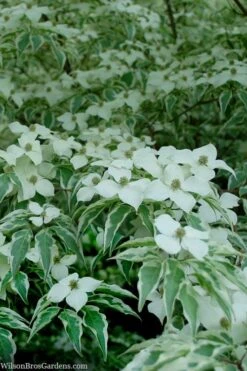 Wolf Eyes Variegated Kousa Dogwood - 5 Gallon Pot -Wilson Bros Gardens cornus kousa wolf eyes dogwood tree 24