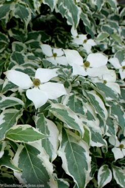 Wolf Eyes Variegated Kousa Dogwood - 5 Gallon Pot -Wilson Bros Gardens cornus kousa wolf eyes dogwood tree 26