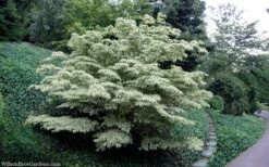 Wolf Eyes Variegated Kousa Dogwood - 5 Gallon Pot -Wilson Bros Gardens cornus kousa wolf eyes dogwood tree 30