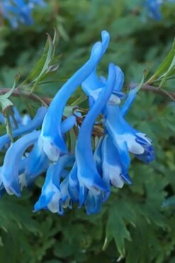 Hillier Porcelain Blue Corydalis - 1 Gallon Pot 9 Hillier Porcelain Blue Corydalis - 1 Gallon Pot -Wilson Bros Gardens corydalis flexuosa porcelian blue 3