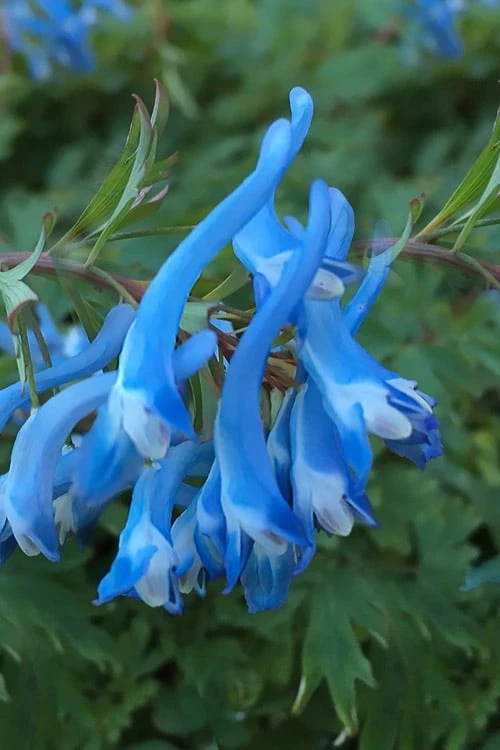 Hillier Porcelain Blue Corydalis - 1 Gallon Pot 5 Hillier Porcelain Blue Corydalis - 1 Gallon Pot - Image 5