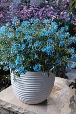 Hillier Porcelain Blue Corydalis - 1 Gallon Pot 8 Hillier Porcelain Blue Corydalis - 1 Gallon Pot -Wilson Bros Gardens corydalis flexuosa porcelian blue 5