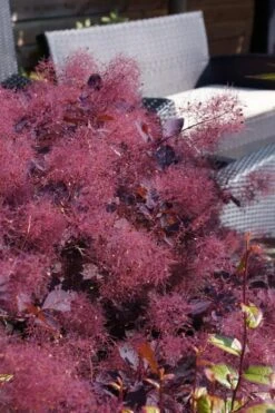 Dusky Maiden Smoke Tree (Single Trunk Topiary) - 7 Gallon Pot (4-5') -Wilson Bros Gardens cotinus dusky maiden smoke bush 4