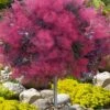Dusky Maiden Smoke Tree (Single Trunk Topiary) - 7 Gallon Pot (4-5')
