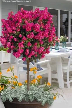 Berry Dazzle Dwarf Crape Myrtle (Single-Trunk Topiary) - 7 Gallon Pot
