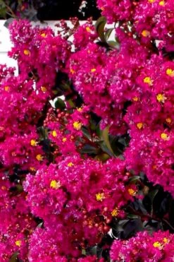 Berry Dazzle Dwarf Crape Myrtle (Single-Trunk Topiary) - 7 Gallon Pot -Wilson Bros Gardens crape myrtle berry dazzle tree form topiary standard 2