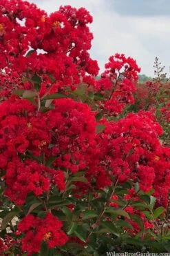Miss Frances Red Crape Myrtle (Single Trunk Topiary Tree) - 7 Gallon Pot (5-6') -Wilson Bros Gardens crape myrtle miss frances red 1 1