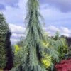Raywood Weeping Arizona Cypress - 6 Gallon Pot